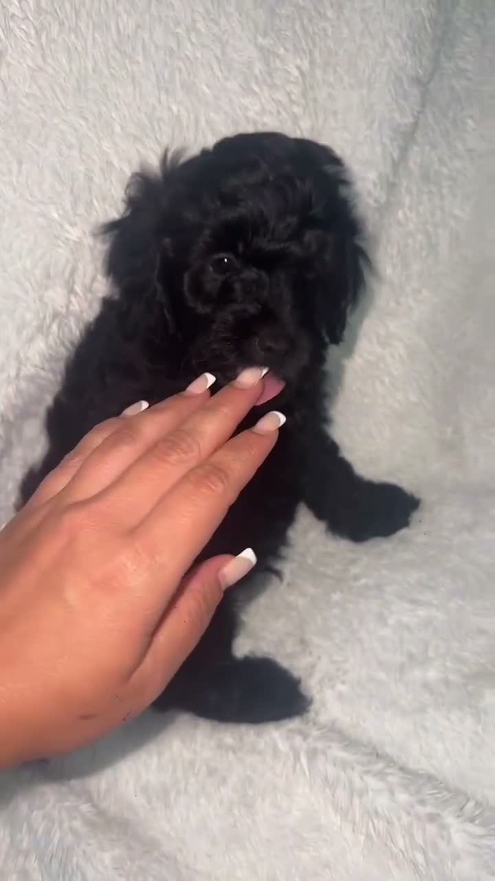 Yorkiepoo dogs for sale: Yorkiepoo pups - Video 4