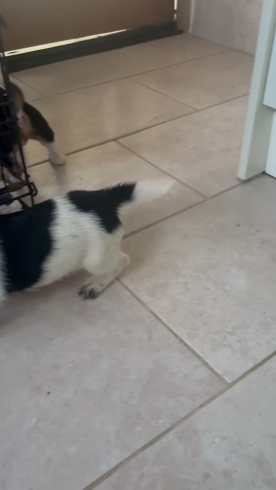 Jack Russell dogs for sale: Stunning litter of jackrussels  - Video 1