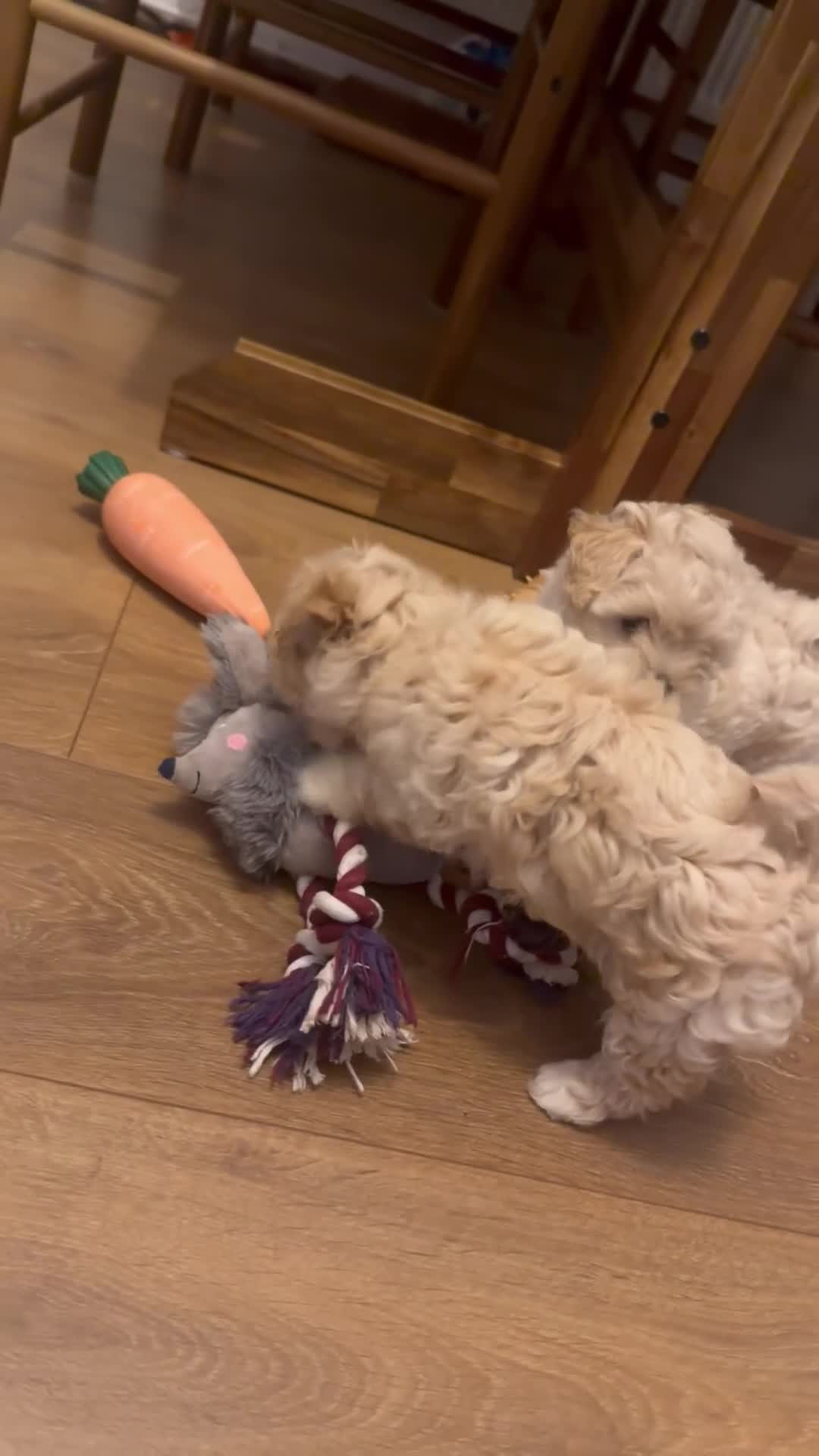Maltipoo dogs for sale: Maltipoo  - Video 1