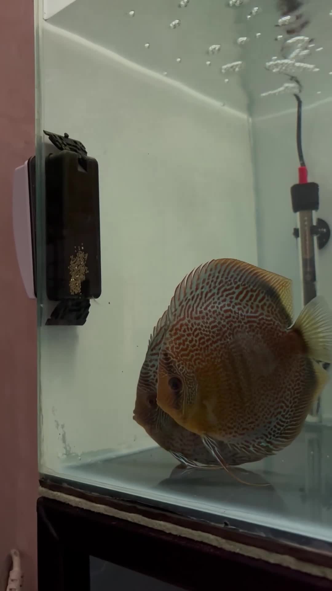 Discus fish for sale: Discus  - Video 2