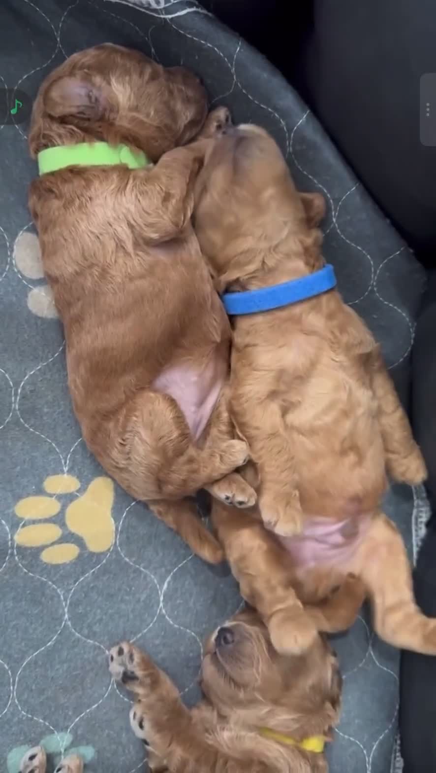 Toy Poodle dogs for sale: KC Registered Toy Poodle Puppies - Video 1