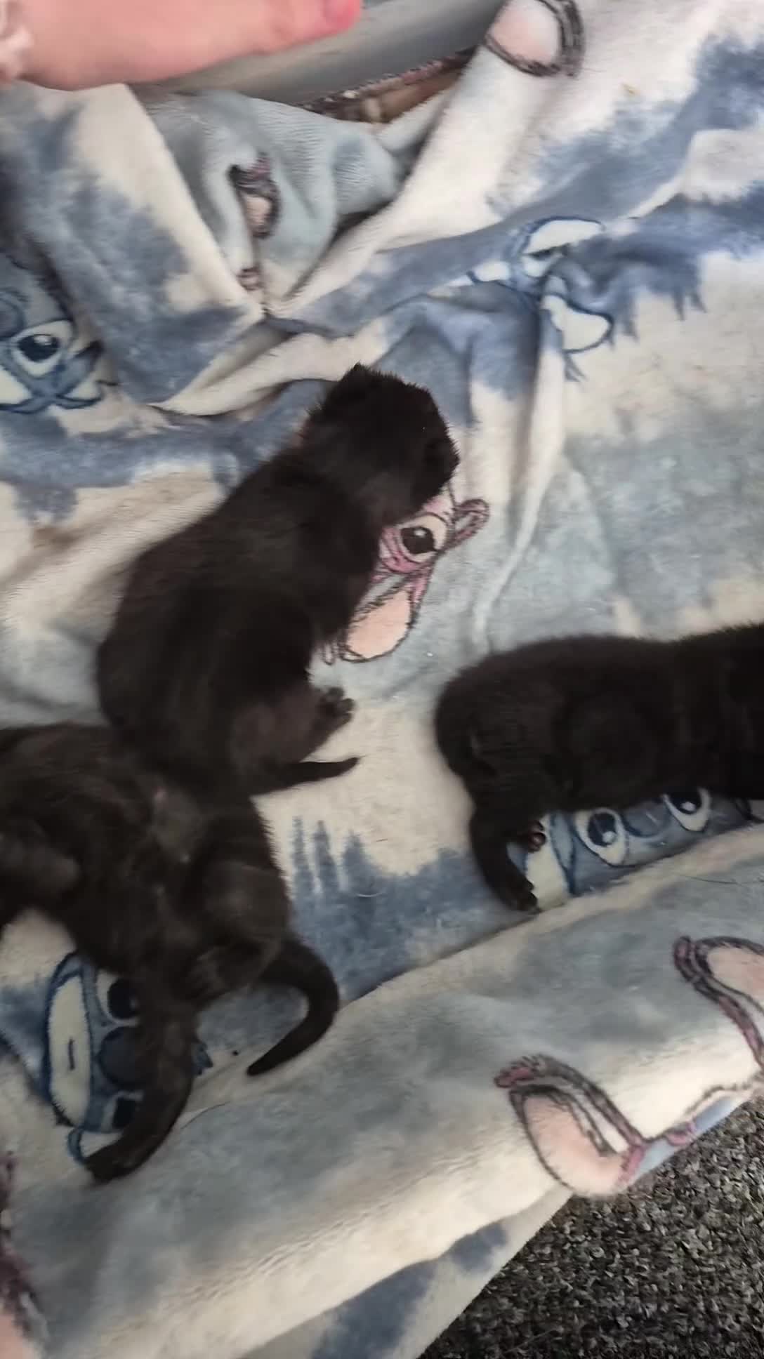 Mixed Breed cats for sale: 3 kittens ready to go on the 4 of July  - Video 1