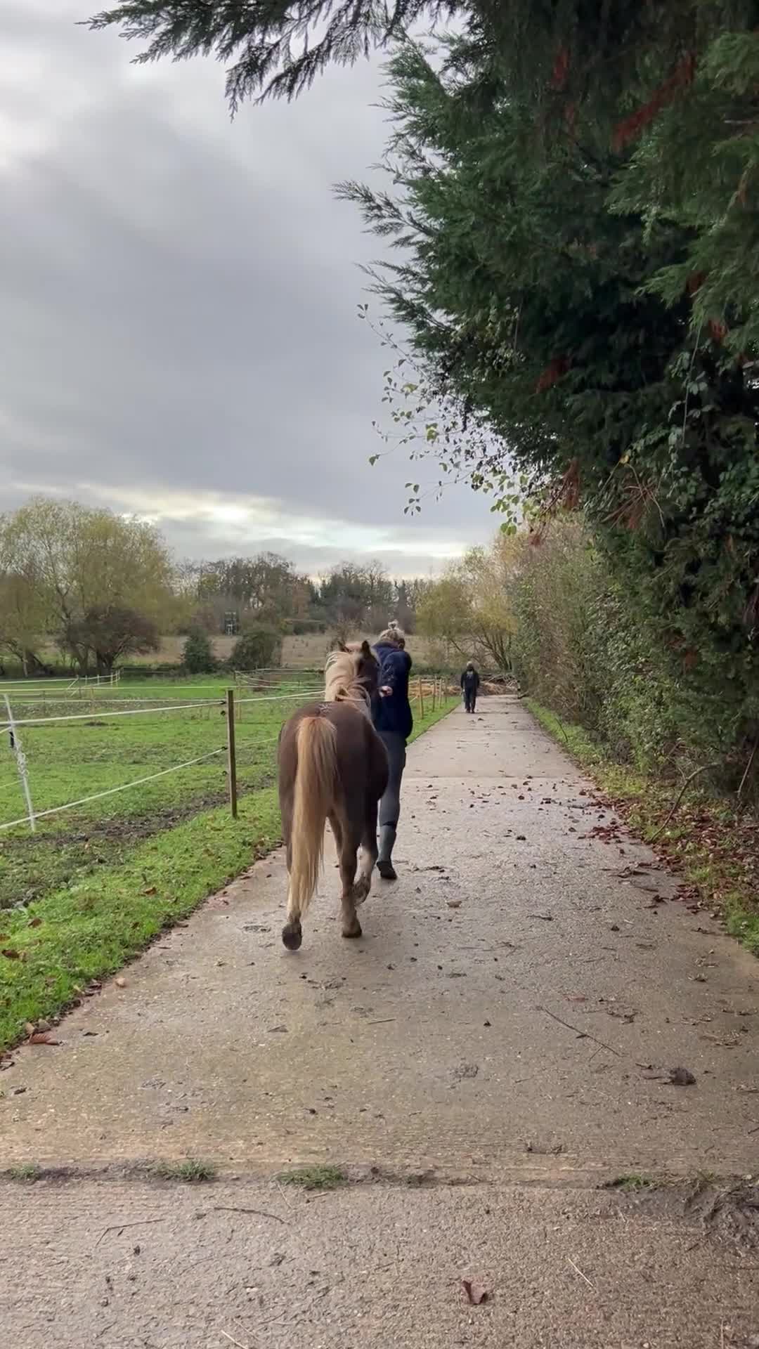 Welsh Section A horses for sale: Welsh sec A Pony 11hh 3yo gelding - Video 2