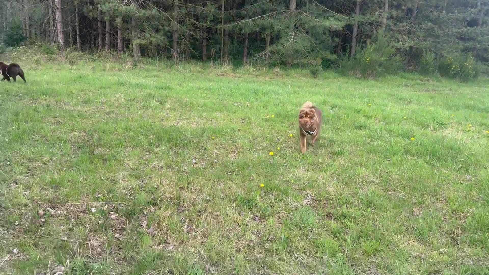 Shar Pei dogs for sale: Top quality lilac bear coat  - Video 4
