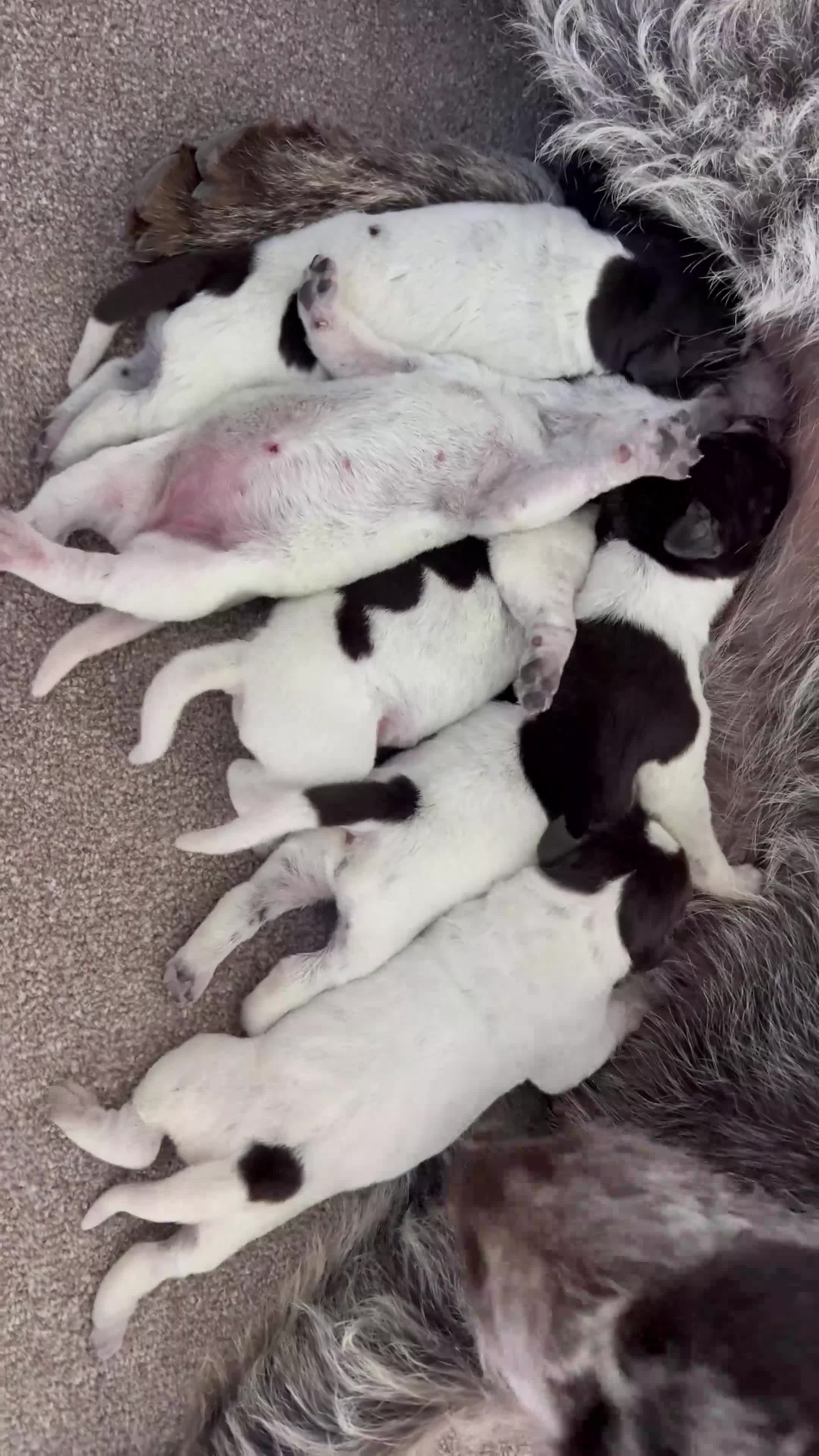 German Wirehaired Pointer dogs for sale: Fantastic working German wire haired pointers  - Video 1