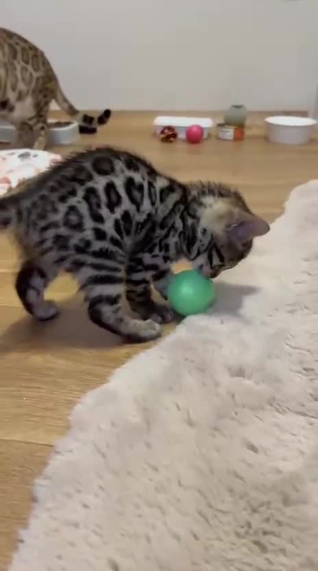Bengal cats for sale: ❤️ Gorgeous Pure Bengal Kitten Ready to Go ❤️ - Video 4