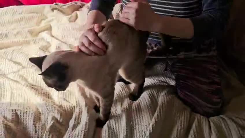 Mixed Breed cats for sale: Guaranteed to be Cuddly  - Video 4