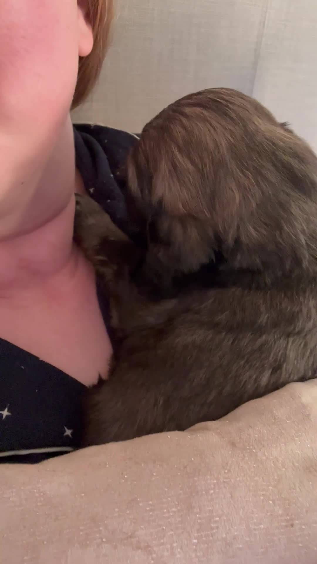 Schnoodle dogs for sale: Gorgeous schnoodle puppies  - Video 2