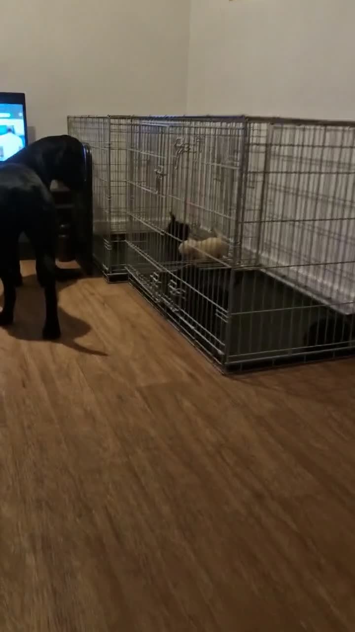 Mixed Breed dogs for sale: 2 boys 2 girls puppies  - Video 1