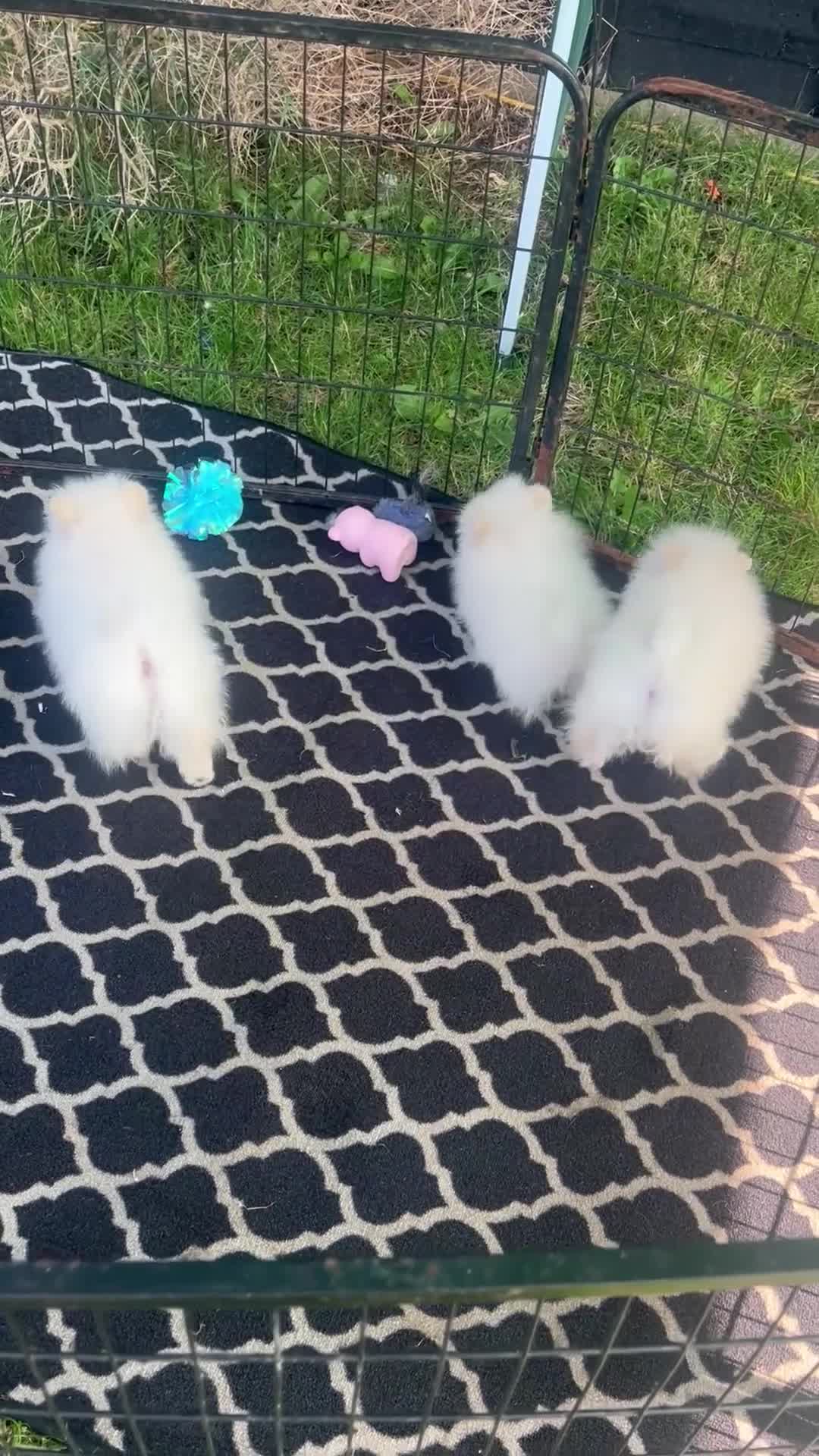 Pomeranian dogs for sale: pomarain pups - Video 1