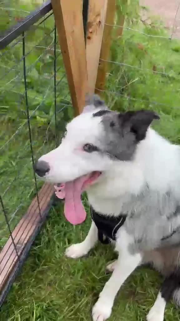 Mixed Breed dogs for adoption: 💙🐶 STRIKE – A LOVING COLLIE HEART  in Preston - Video 2