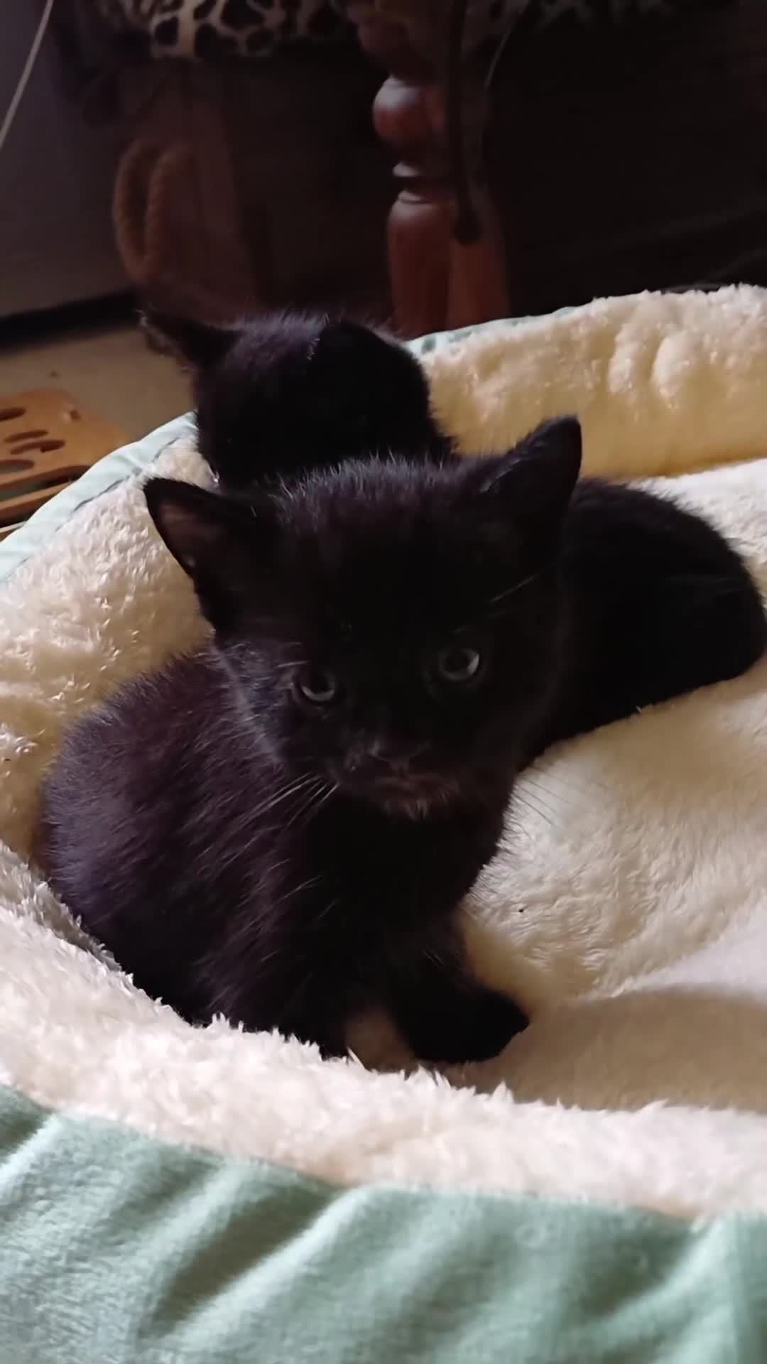 European cats for sale: 2 Adorable Kittens for new homes - Video 3