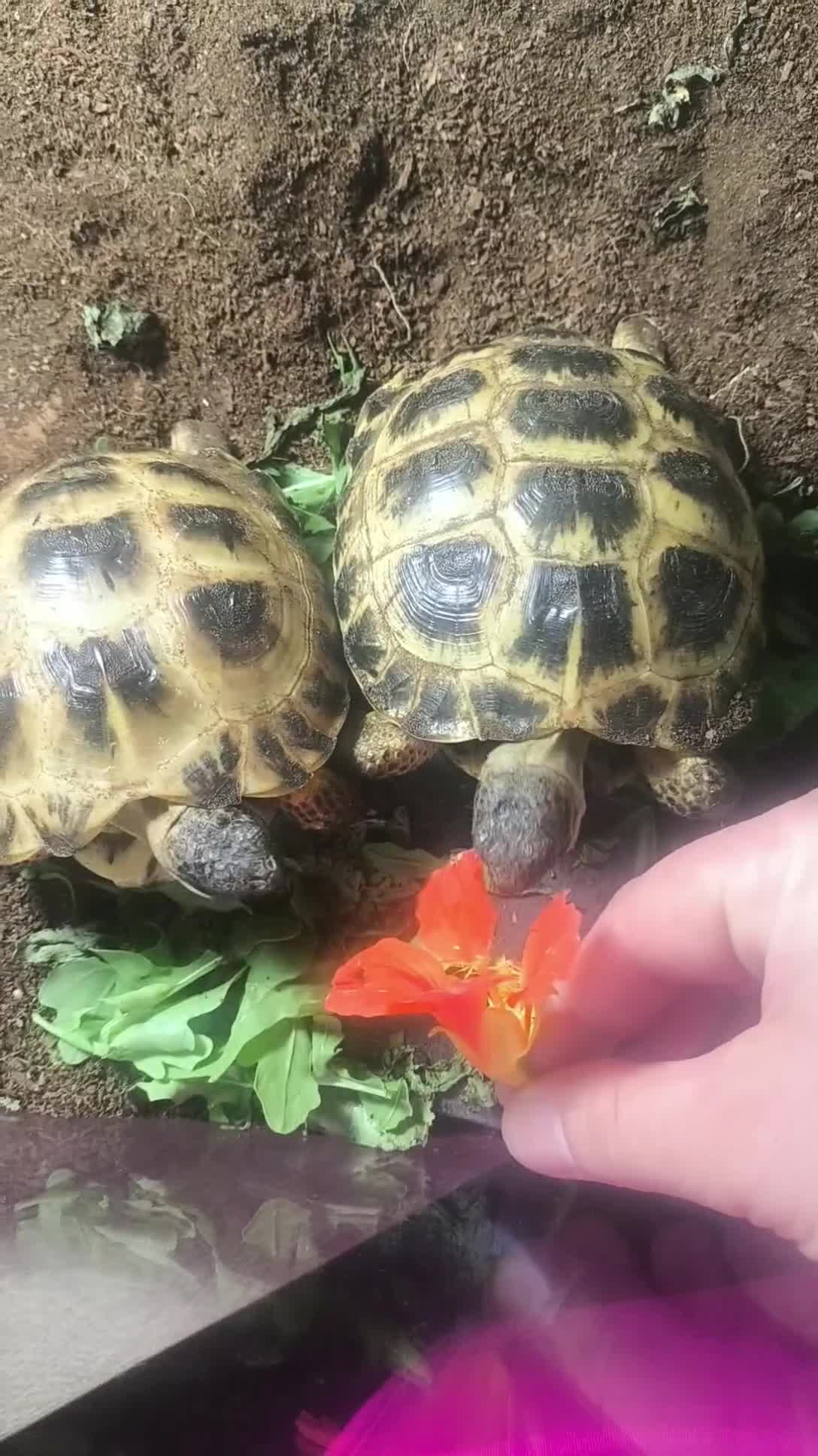 Tortoise reptiles for sale: Horsfield tortoise - Video 1