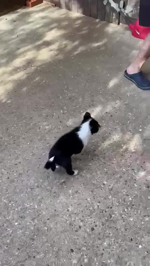 Border Collie dogs for sale: Rough coated black and white border collies pups - Video 1