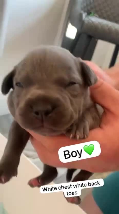 Staffordshire Bull Terrier dogs for sale: KC REG SLOID BLUE STAFFY PUPPY BEARS 💙 - Video 2