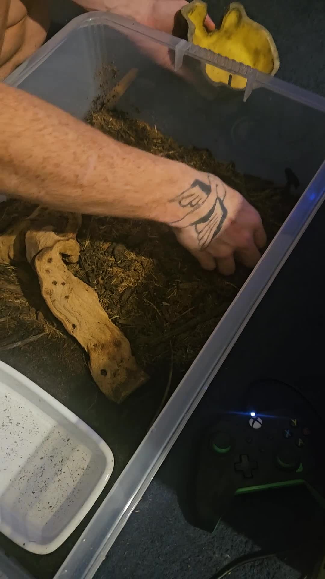 Python Snake reptiles for sale: 8 month old female Lesser Leopard ball python  - Video 1