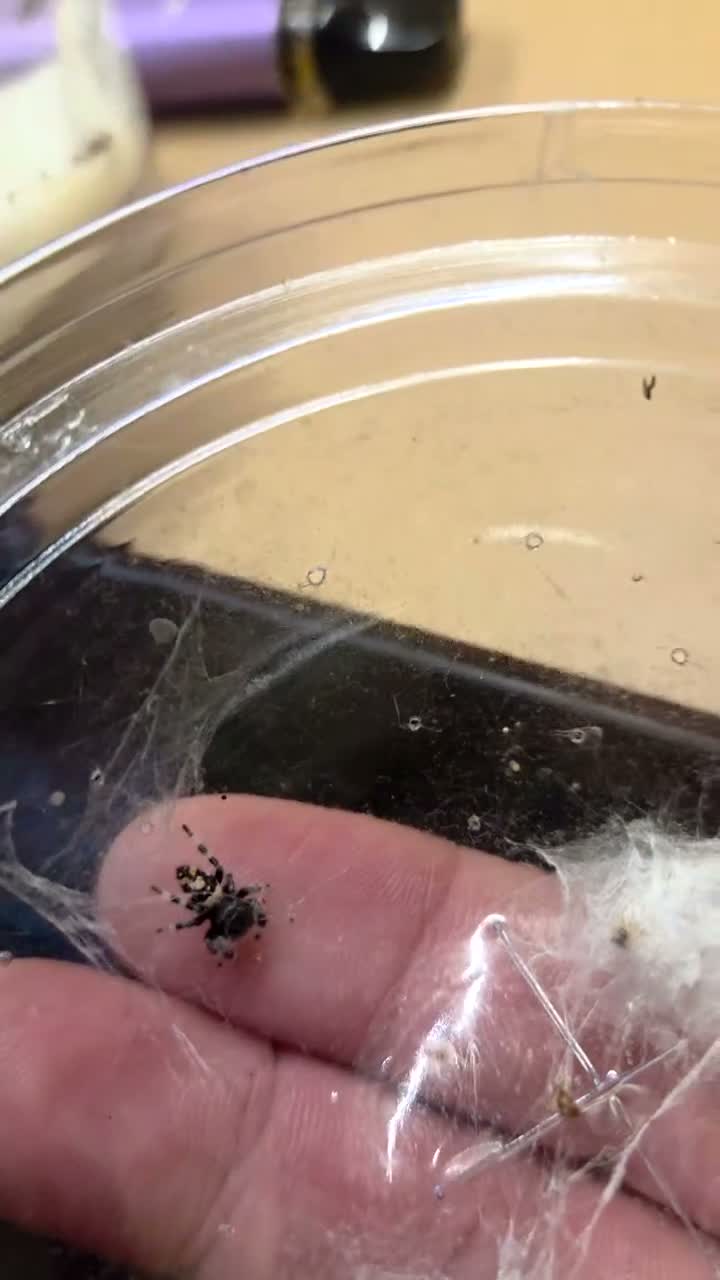 Spiders invertebrates for sale: Soroa jumping spiders in Redcar - Video 3