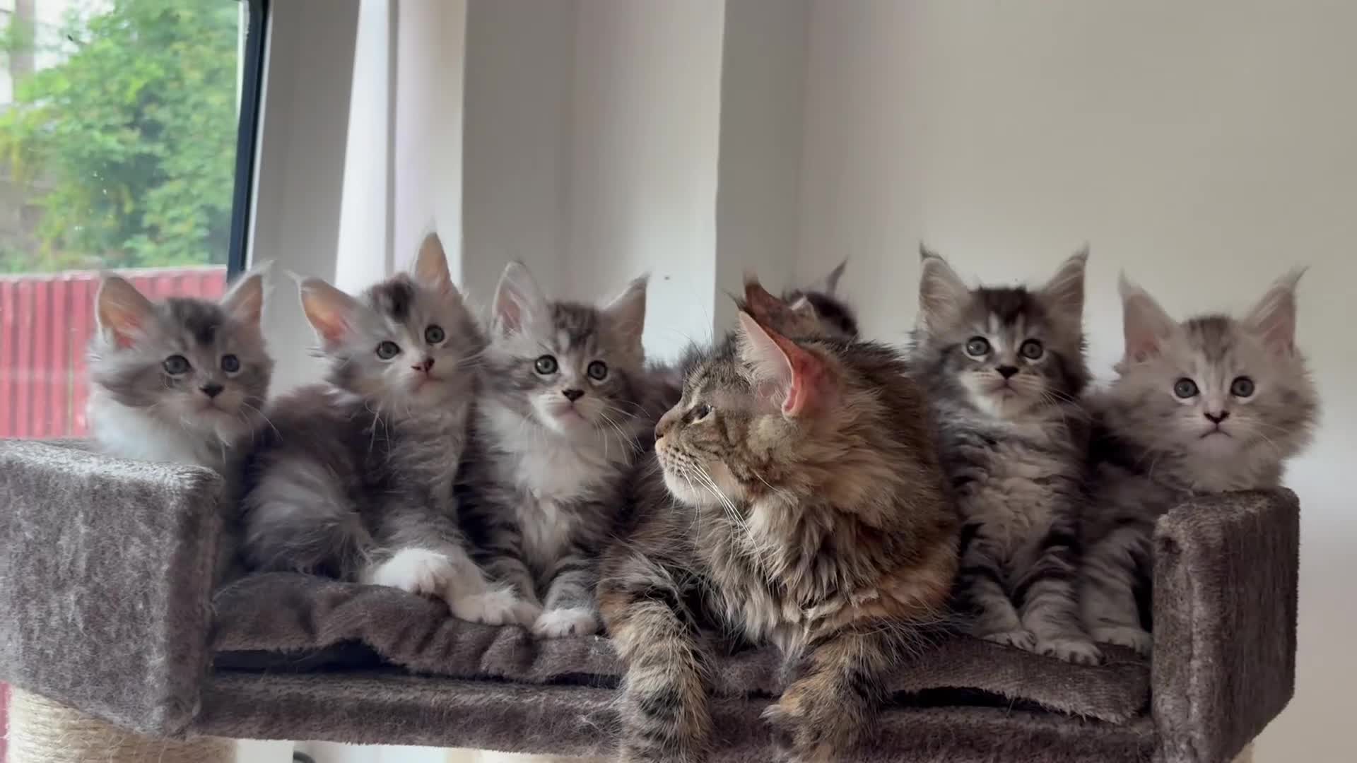 Maine Coon cats for sale: 🐾Beautiful Maine Coon Kittens 🐾 - Video 1