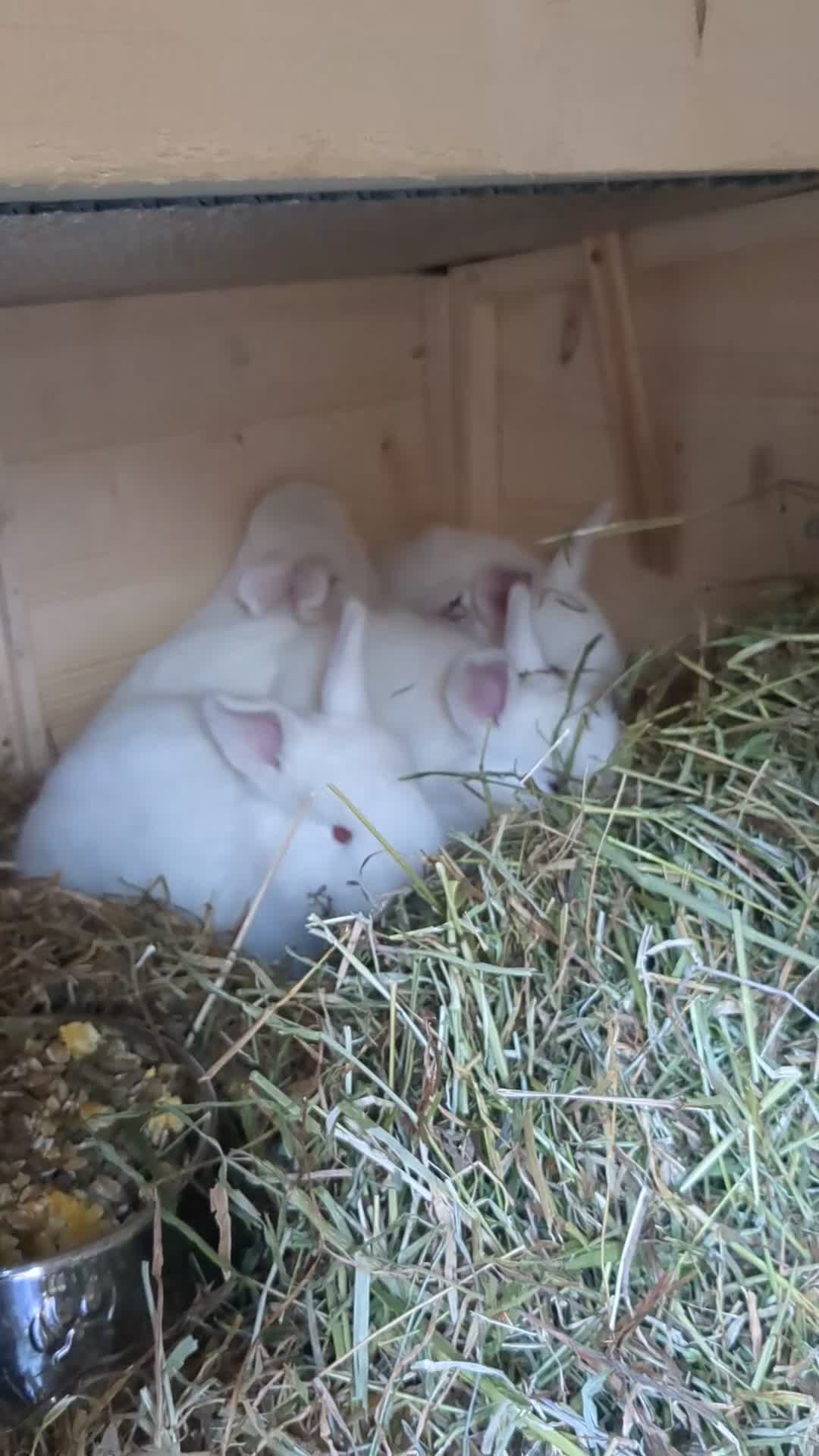 New Zealand rabbits for sale: New Zealand white/Flemish giant babies for sale - Video 1