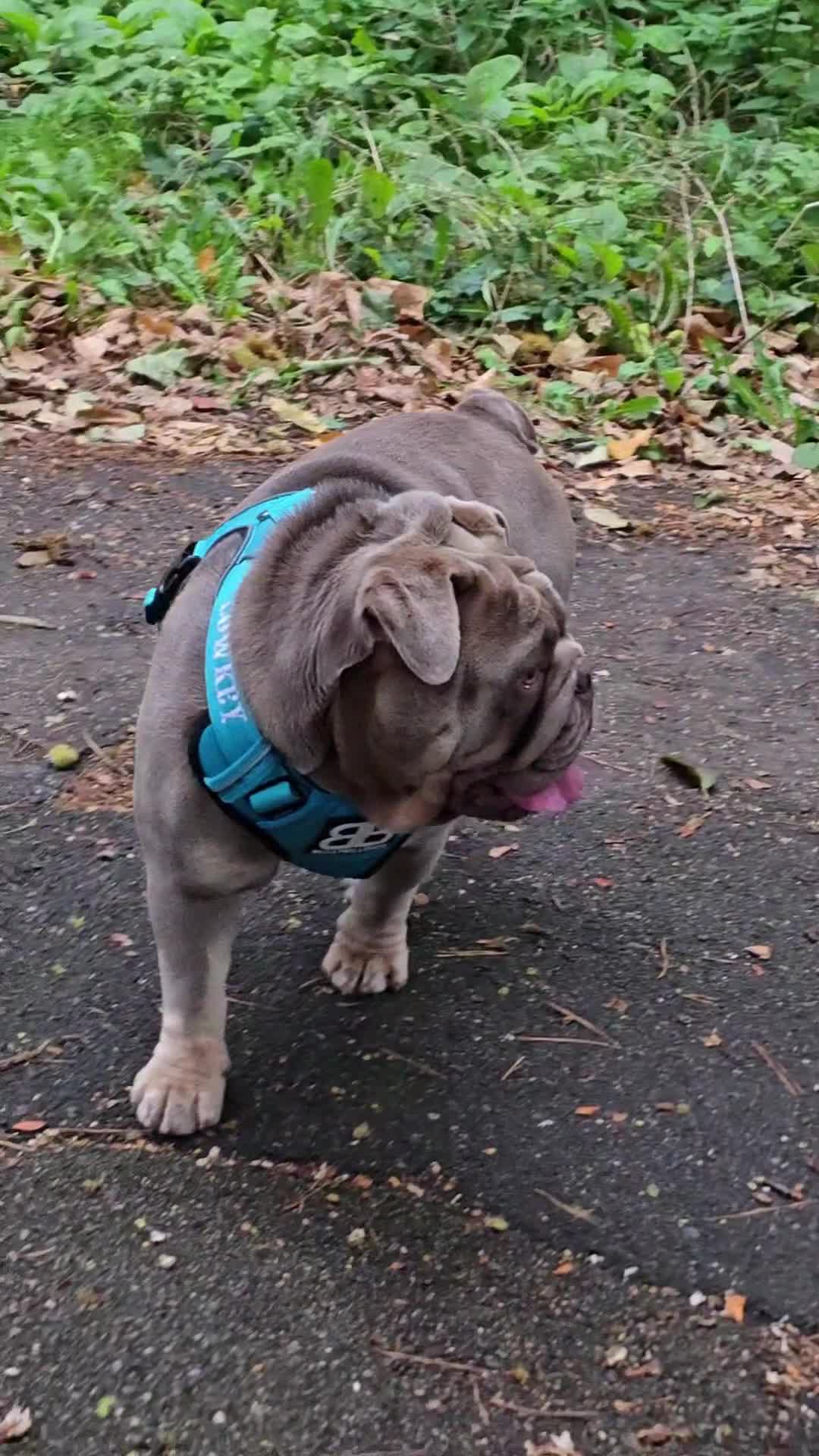 English Bulldog dogs for stud: Lowkey, Pink & Fluffy carrier Proven Stud!  - Video 3