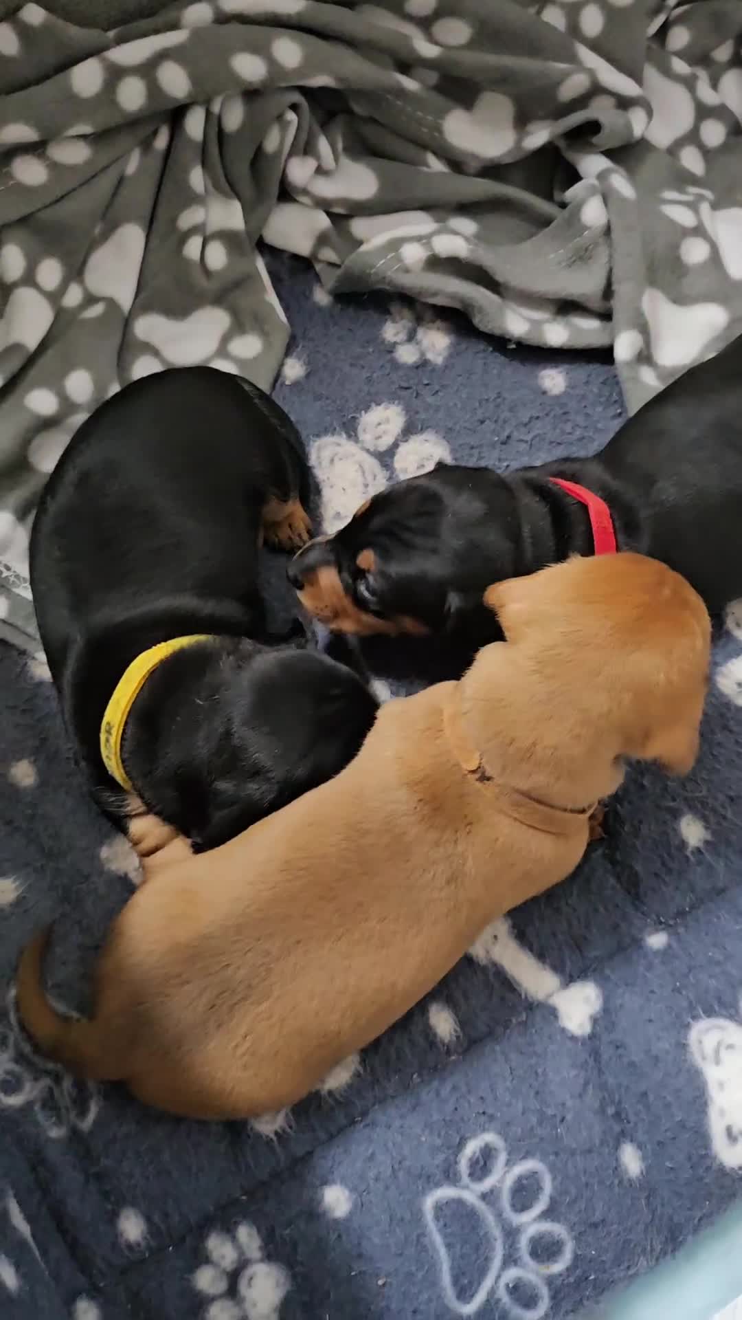 Dachshund dogs for sale: Beautiful Miniature Dachshund - Video 1