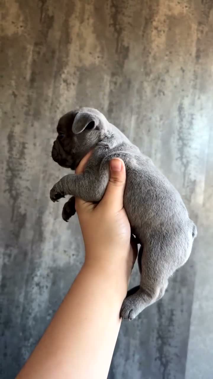 French Bulldog dogs for sale: French bulldog puppies  - Video 5