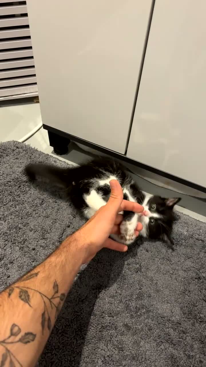 Domestic Shorthair cats for sale: Domestic Shorthair in Blackpool - Video 1