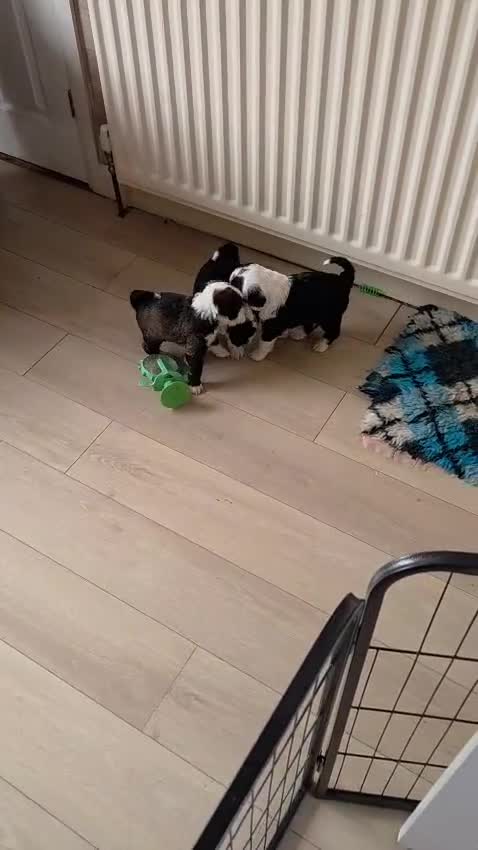 Tibetan Terrier dogs for sale: Tibetan Terrier puppies  - Video 2