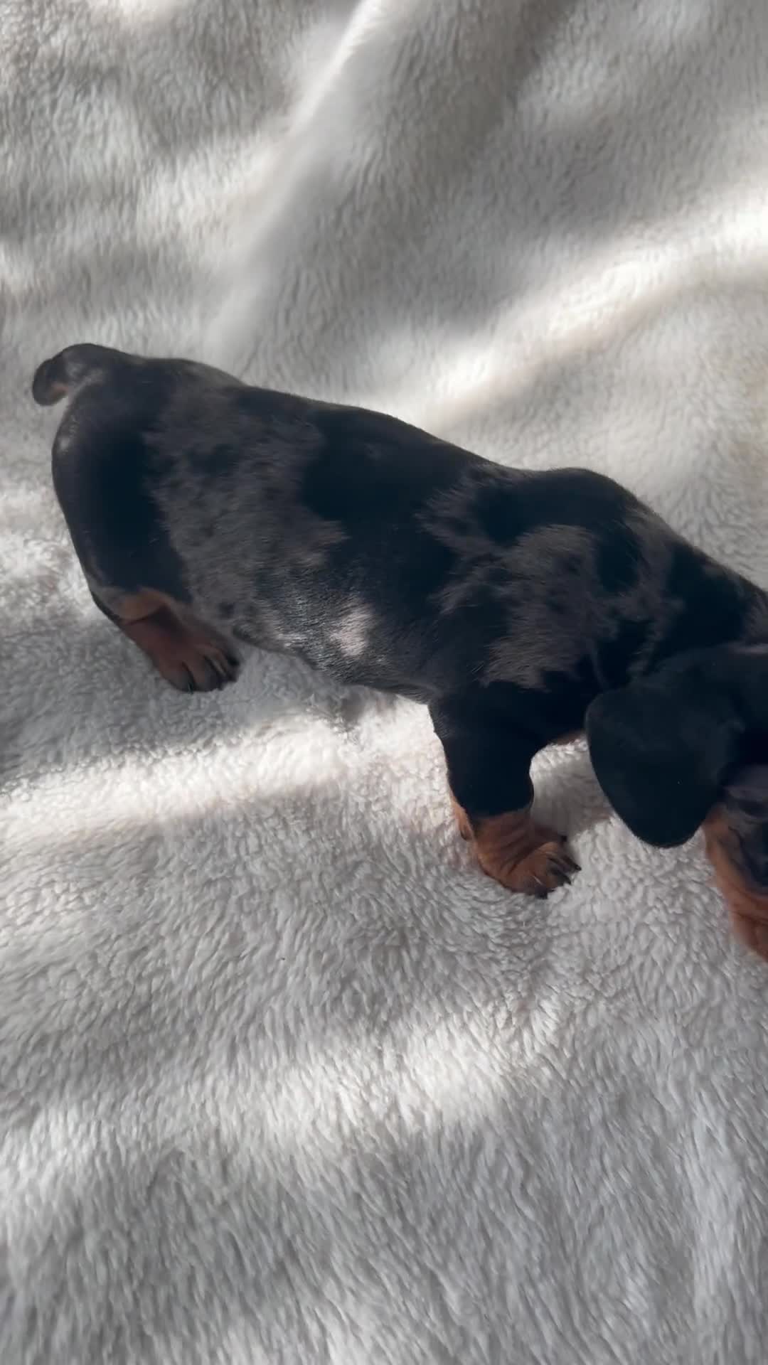 Miniature Dachshund dogs for sale: Bubbles and Oreo  - Video 2