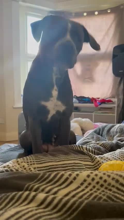 Cane Corso dogs for sale: Snowbelle(open for offers) - Video 1