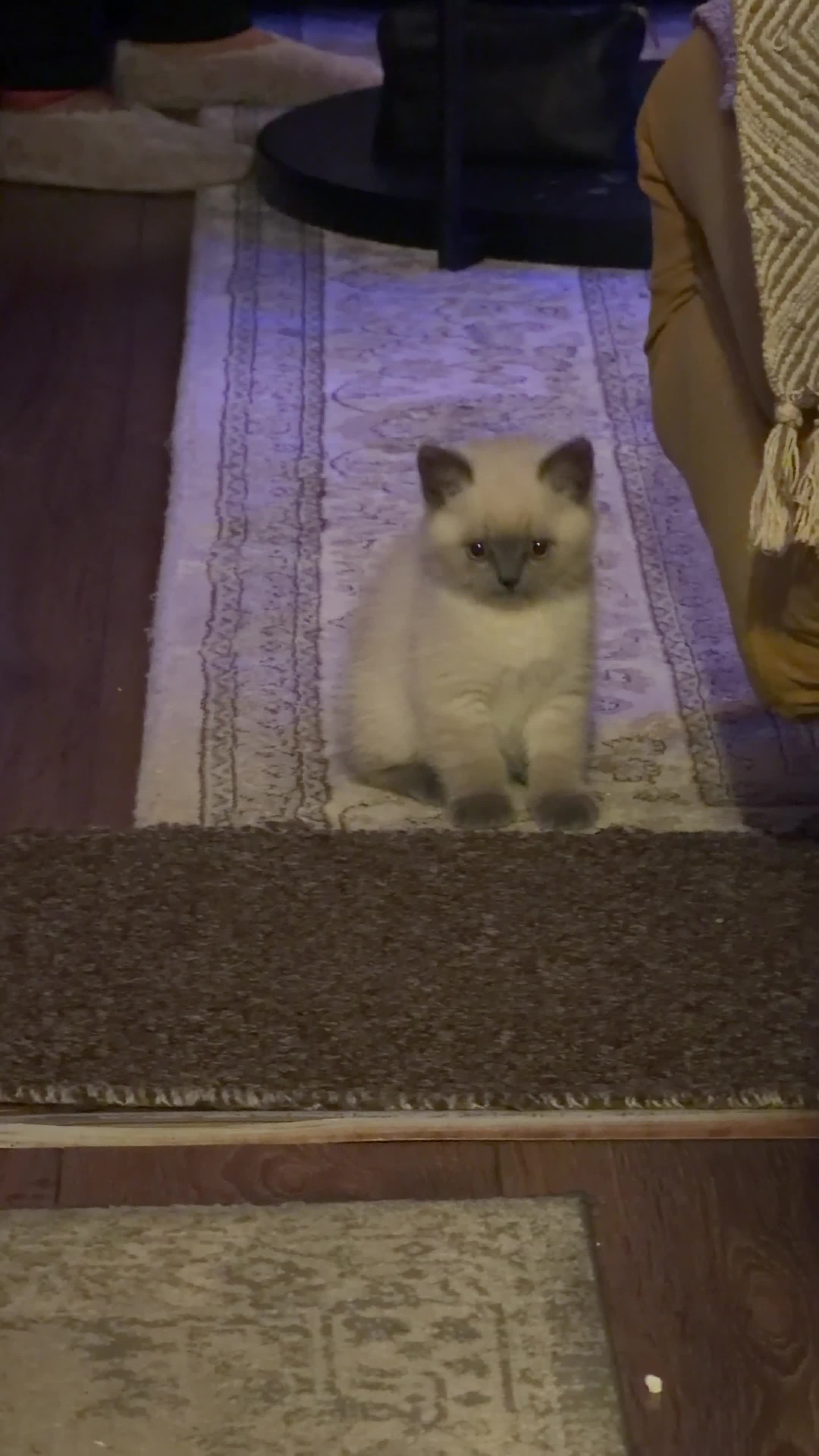 British Shorthair cats for sale: British Shorthair Kittens🐻 - Video 3