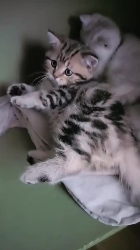 British Shorthair cats for sale: Beautiful  British Shorthair kittens  - Video 1