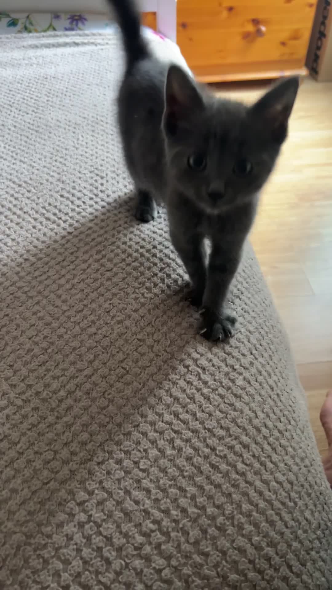 Russian Blue cats for sale: Male Russian blu kitten ready to leave LOWESTOFT - Video 1