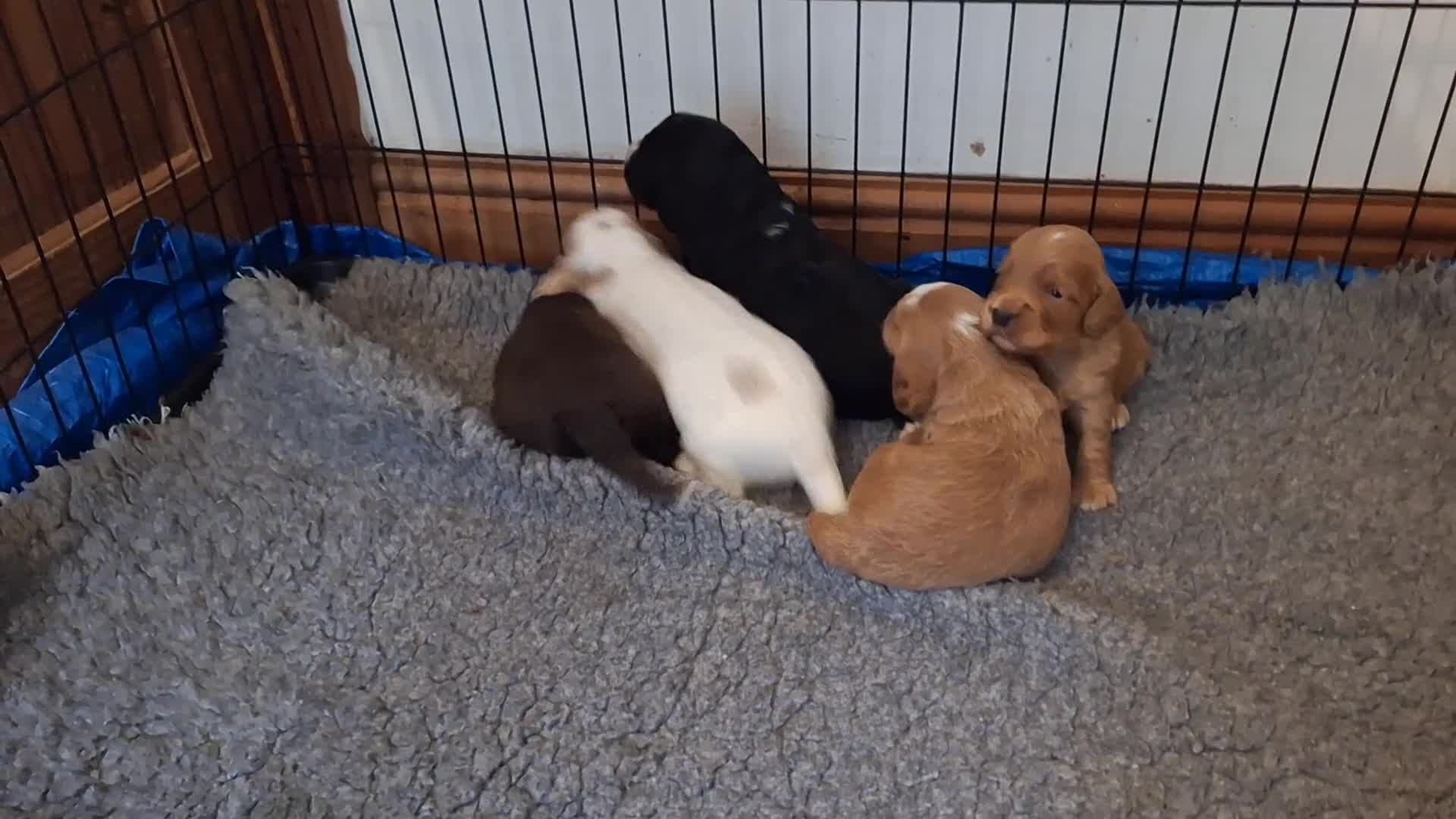 Cockapoo dogs for sale: Gorgeous litter of F1 Cockapoo pups  - Video 1