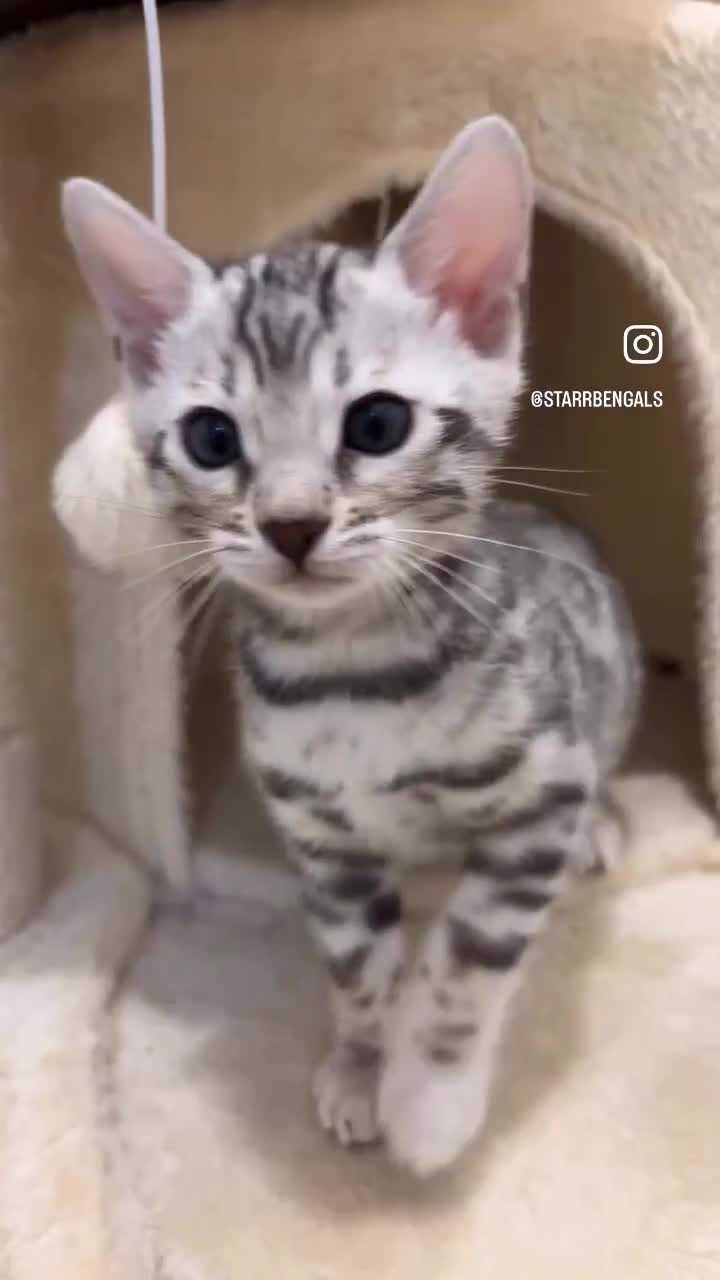 Bengal cats for sale: 🌟pedigree bengal kittens🌟 - Video 3