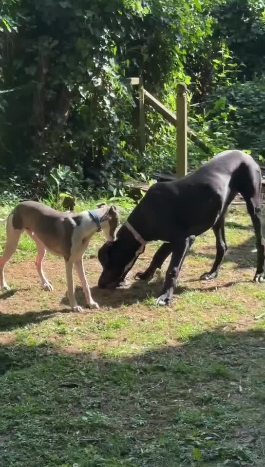 Great Dane dogs for sale: KC Beautiful male Great Dane - Video 1