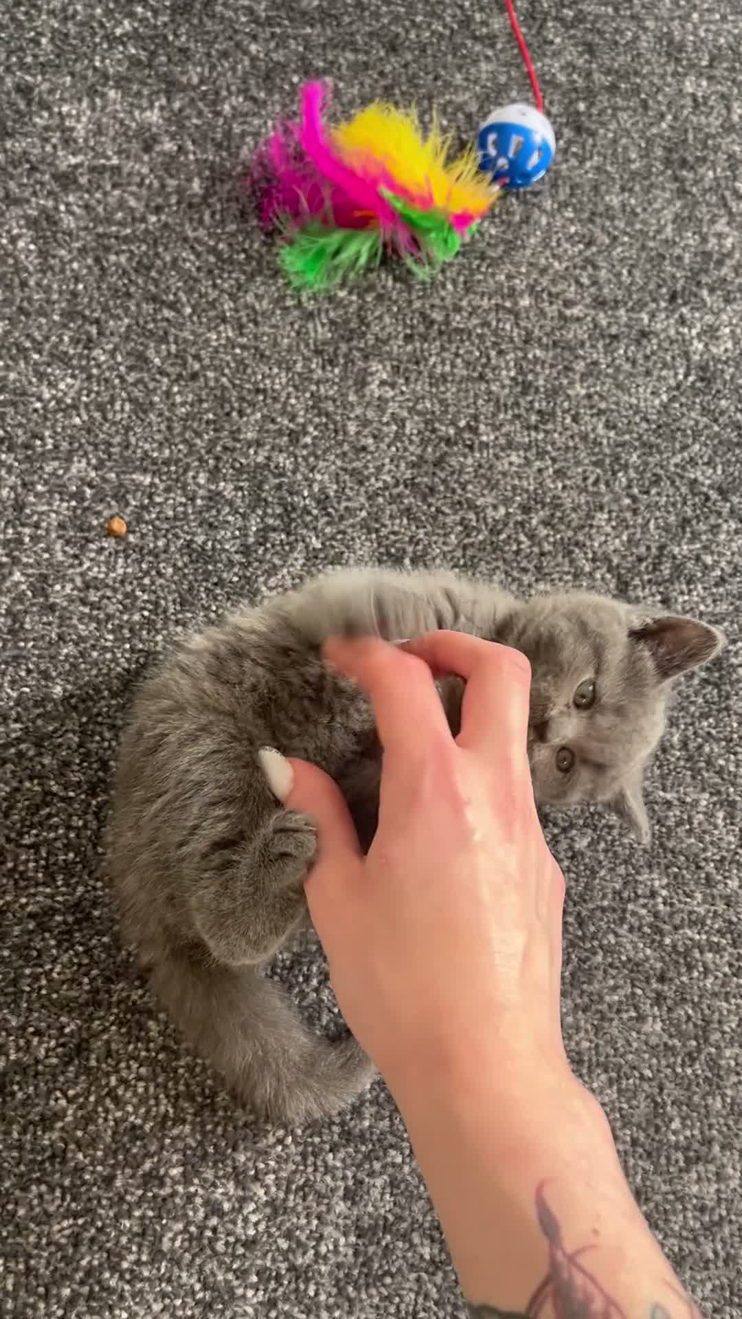 British Shorthair cats for sale: 4 amazing ladies  in Bolton - Video 1