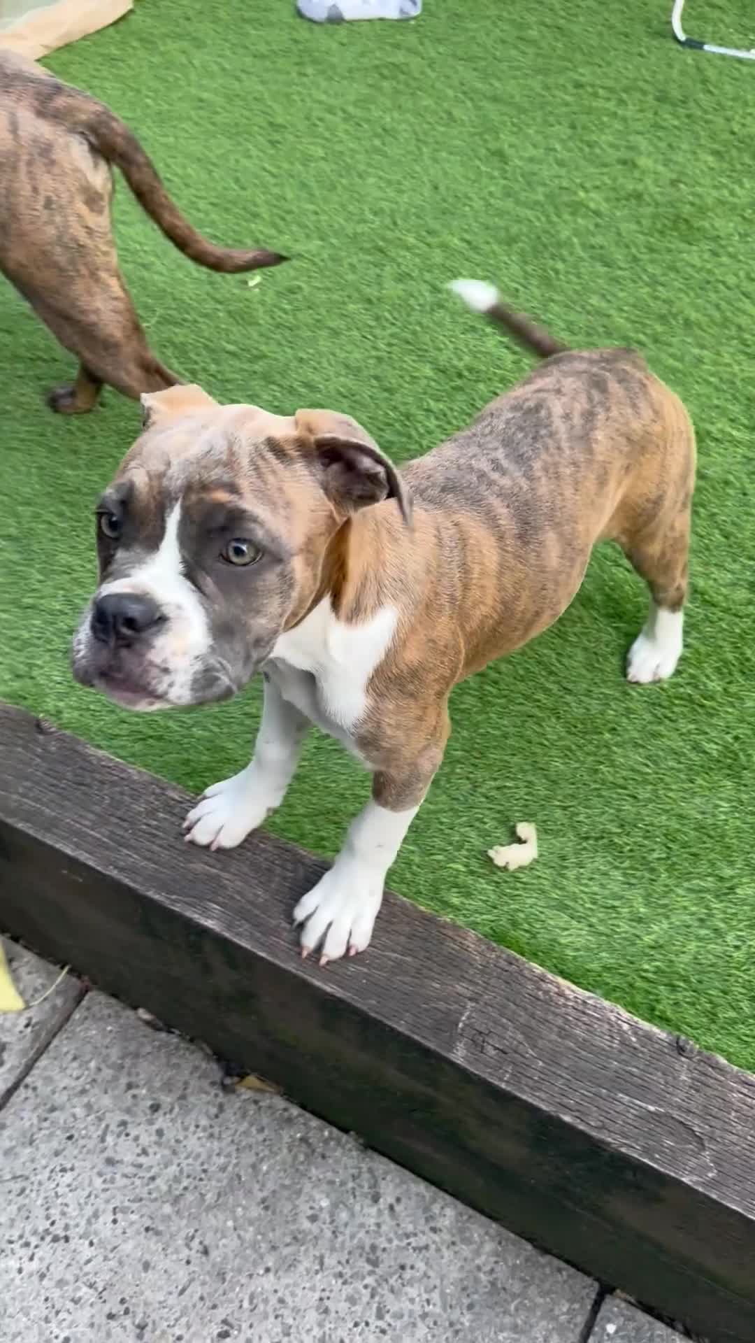 Dorset Olde Tyme Bulldogge dogs for sale: 2 stunning OTB left  - Video 1