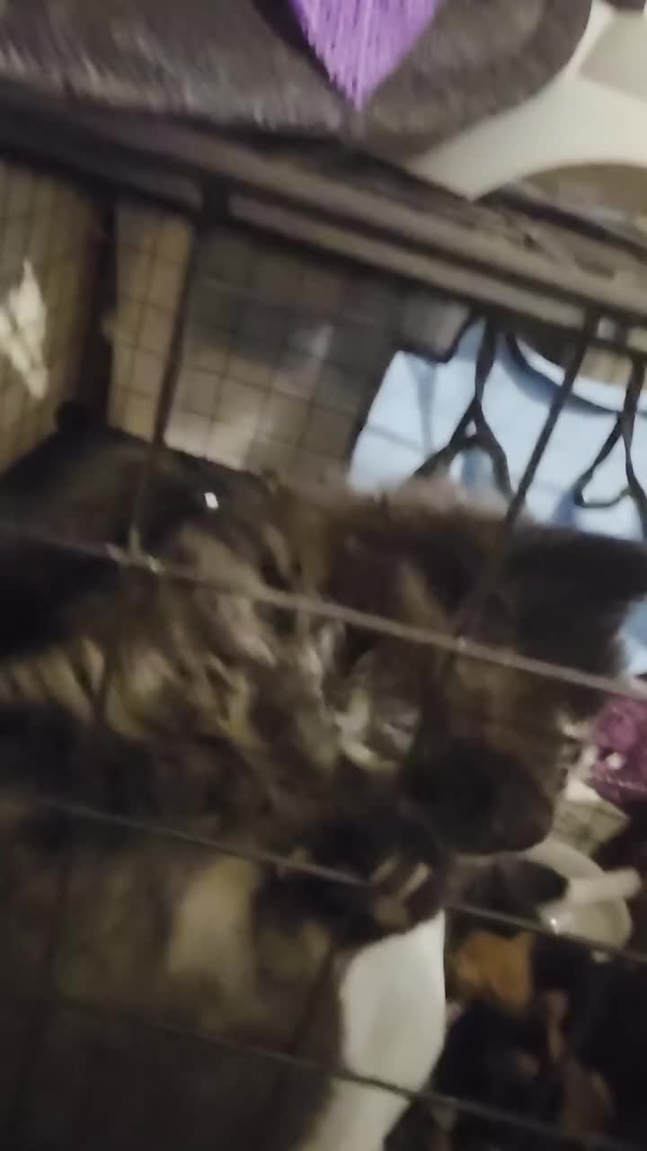 Mixed Breed cats for sale: 8 kittens for homes 4 boys 3 girls - Video 1