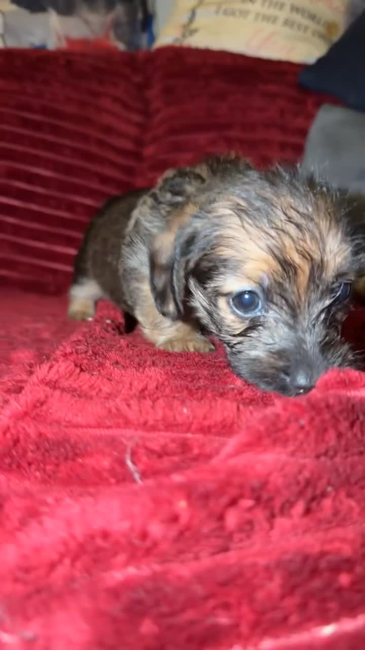 Mixed Breed dogs for sale: Schweenie puppy’s  - Video 3