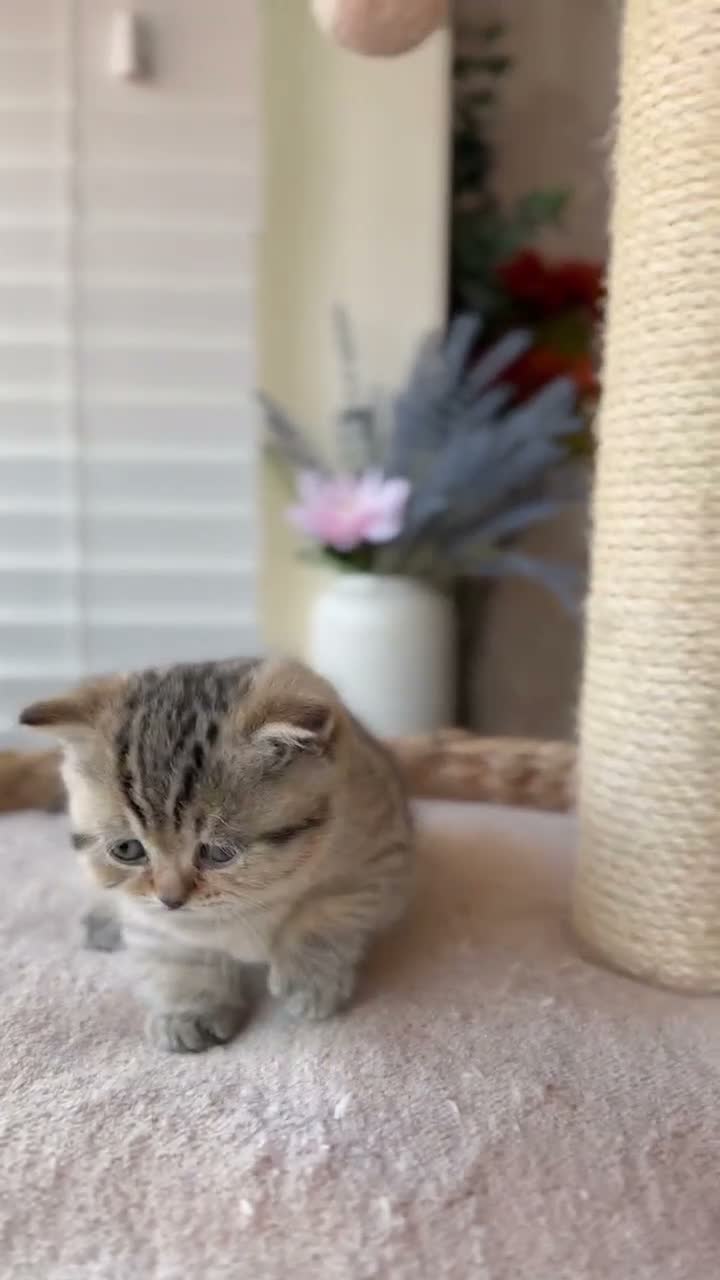 Munchkin cats for sale: 🫐Beautiful Scottish Kilt Boy – Rare Bloodlines🫐 - Video 1