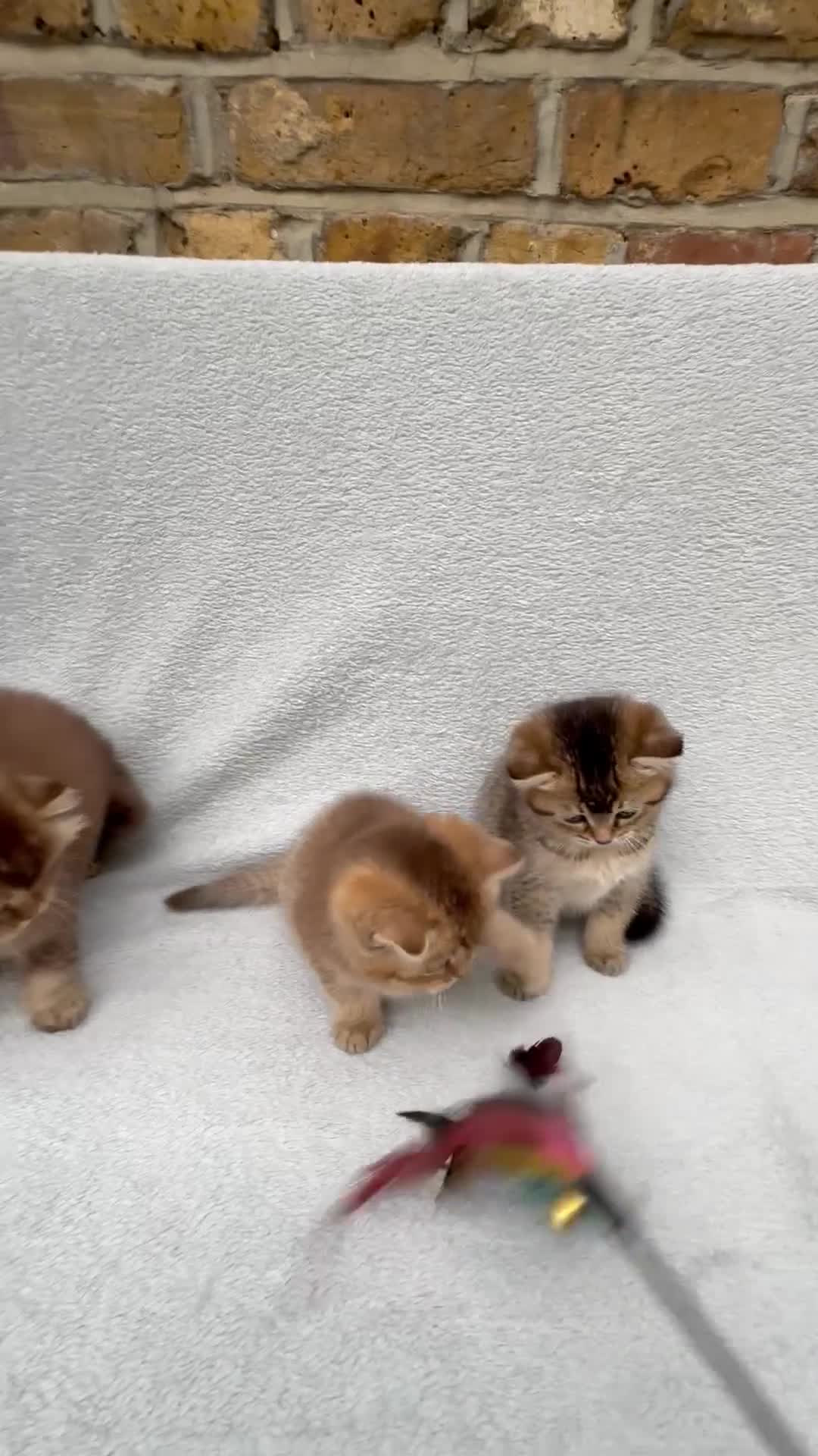 British Shorthair cats for sale: Pedigree golden kittens - black golden & chocolate - Video 2