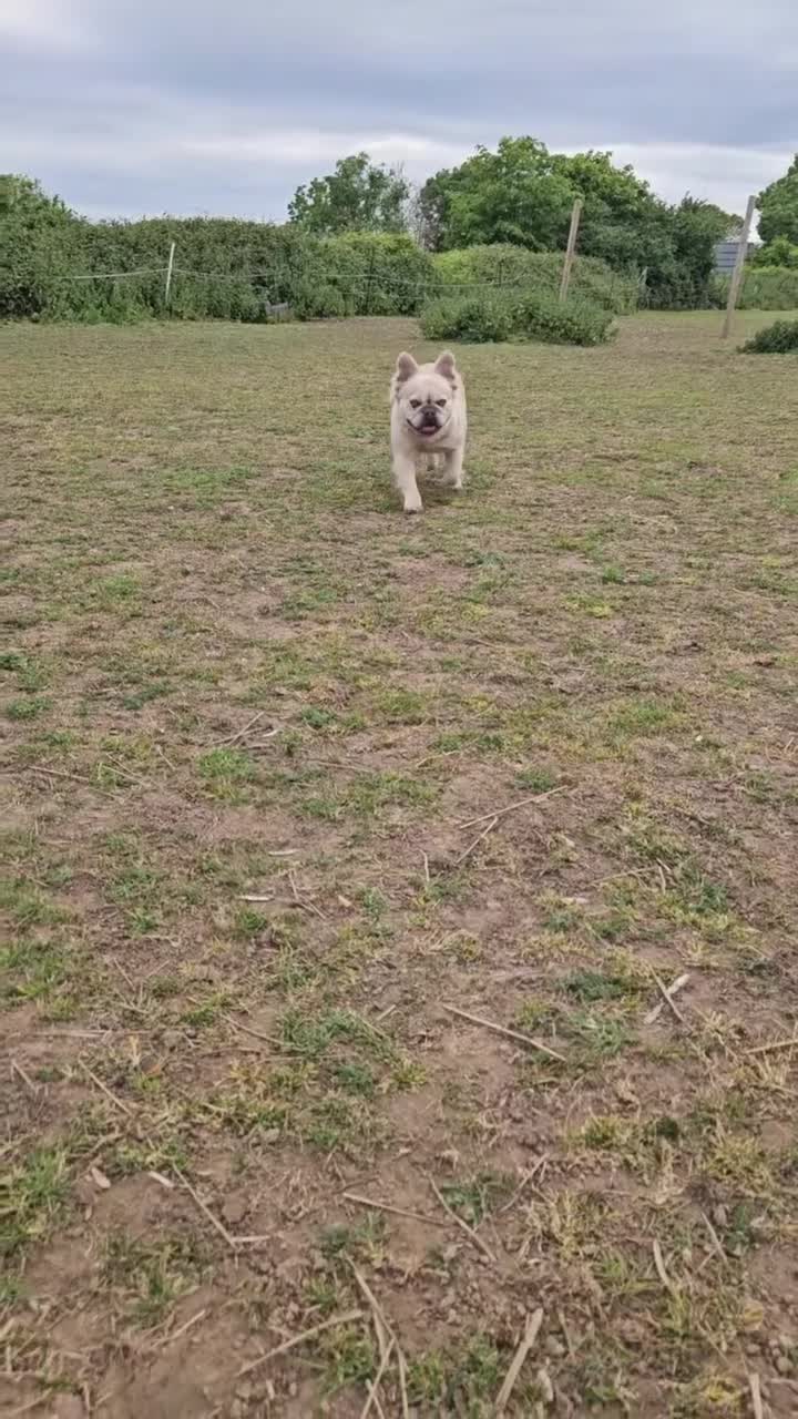 French Bulldog dogs for stud: Licensed breeder! Fluffy frenchie litter due July  - Video 2