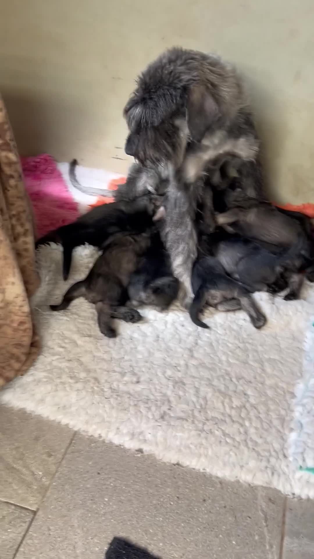 Giant Schnauzer dogs for sale: KC reg , Pepper and Salt giant schnauzer puppies. - Video 2