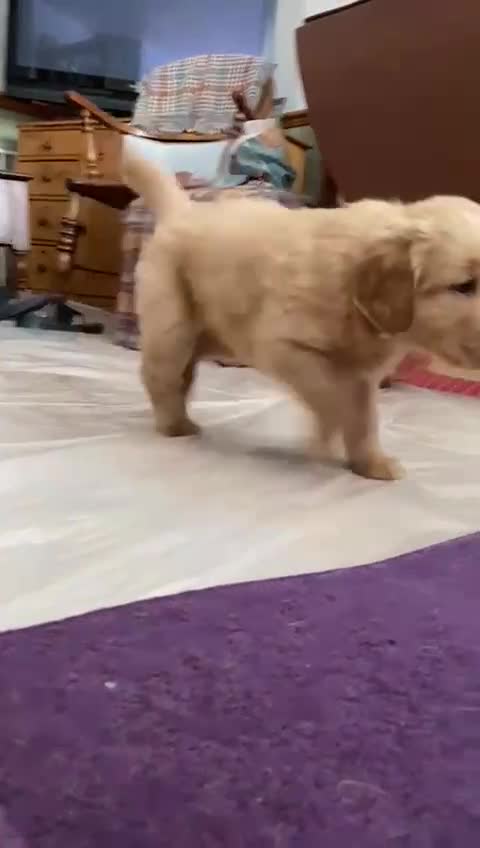 Goldendoodle dogs for sale: Golden doodle puppies ready 12th September  - Video 1