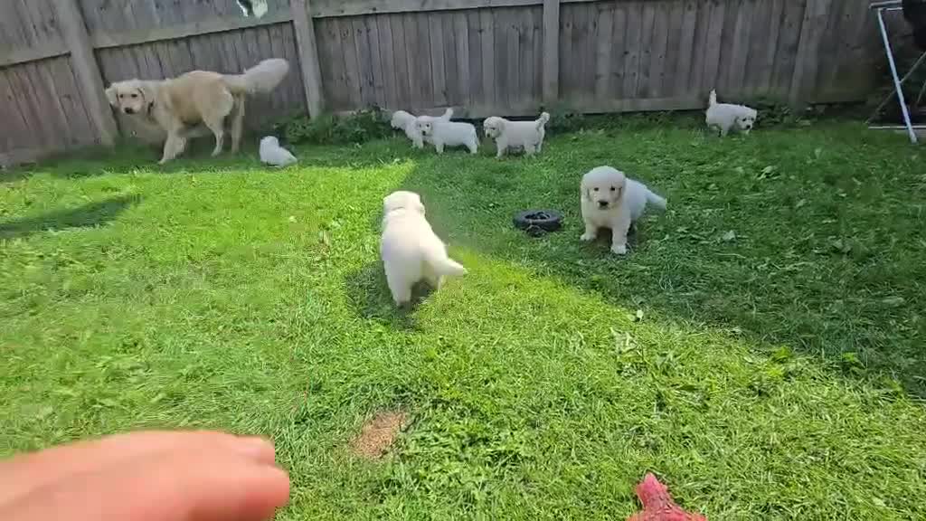 Golden Retriever dogs for sale: all puppies have now been reserved - Video 1