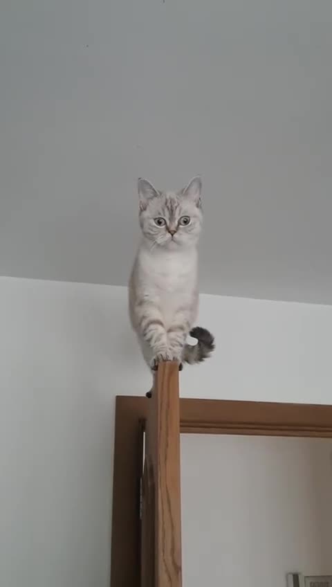 British Shorthair cats for sale: Pure Pedigree BSH Kittens for Sale - Video 3