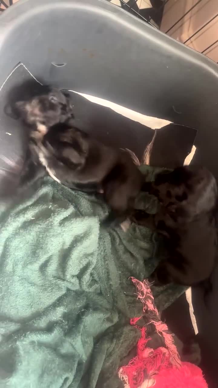 Cockapoo dogs for sale: F2 Cockapoo  - Video 1