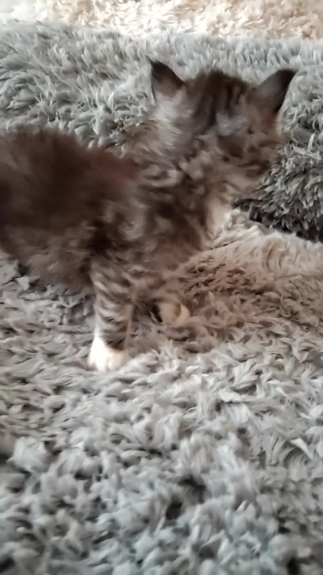 Maine Coon cats for sale: Maincoon kittens for sale - Video 2