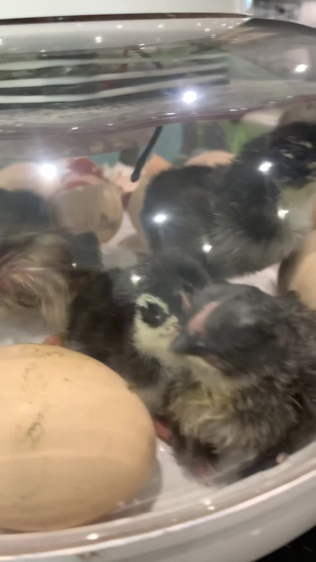 Chickens poultry for sale: Jersey Giants Chickens - Video 2